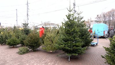Ялинкові базари у Вінниці: де і за скільки купити Ялинкові базари у Вінниці: де і за скільки купити