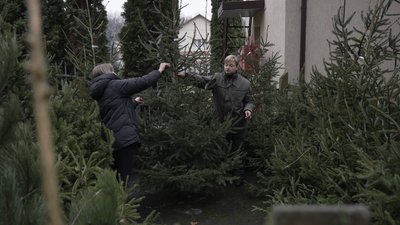 У Вінниці лісівники почали продавати ялинки та сосни: скільки коштують святкові дерева У Вінниці лісівники почали продавати ялинки та сосни: скільки коштують святкові дерева