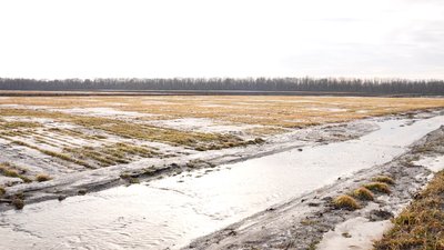 Морози й крига на полях Кіровоградщини: як вплинули на озимі та чи можна врятувати посіви Морози й крига на полях Кіровоградщини: як вплинули на озимі та чи можна врятувати посіви