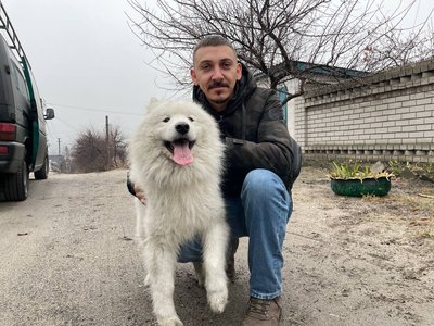 "Він уже в родині". Історія самоїда зі Слов’янська якого прихистив волонтер із Дніпра "Він уже в родині". Історія самоїда зі Слов’янська якого прихистив волонтер із Дніпра