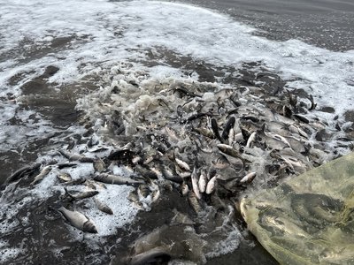 У водойми Полтавської області випустили понад 12 тонн риби У водойми Полтавської області випустили понад 12 тонн риби