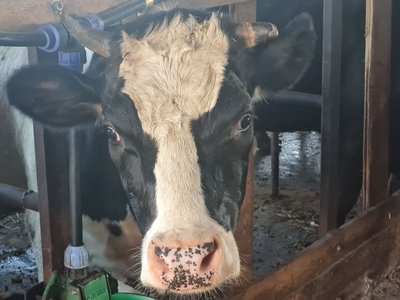 Державна дотація на корів, кіз і овець: умови виплат за тварин на Житомирщині Державна дотація на корів, кіз і овець: умови виплат за тварин на Житомирщині