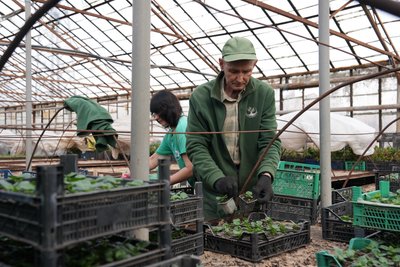 Теплиця у Харкові Теплиця у Харкові