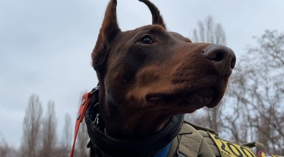 "Коли собаки працюють — вони не відчувають болю": пошуківці "Антарєс" одержали нагороди від Кінологічної спілки України