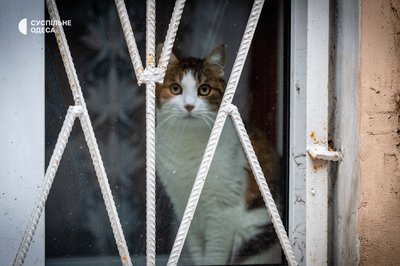 Пухнасті мешканці Одеси: коти у двориках і на вулицях міста — фото Пухнасті мешканці Одеси: коти у двориках і на вулицях міста — фото