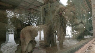 Частину перевели до теплих вольєрів: як зимують тварини у рівненському зоопарку Частину перевели до теплих вольєрів: як зимують тварини у рівненському зоопарку
