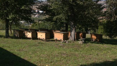 пасіка іф, крилос іф пасіка іф, крилос іф