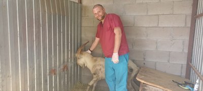 Цапу, якого врятували на закинутому підприємстві поблизу Житомира, шукають нового господаря Цапу, якого врятували на закинутому підприємстві поблизу Житомира, шукають нового господаря