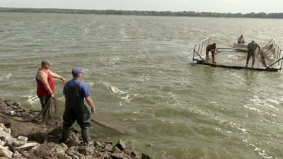 17 мільйонів ікринок на рік в інкубаторі: як на Черкащині працює риборозплідник в умовах відключень світла 17 мільйонів ікринок на рік в інкубаторі: як на Черкащині працює риборозплідник в умовах відключень світла