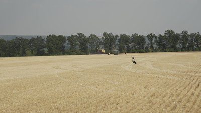 На Вінниччині агрофірма "Ольгопіль" за 4 дні зібрала понад 80% ячменю На Вінниччині агрофірма "Ольгопіль" за 4 дні зібрала понад 80% ячменю