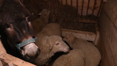 Віслючок та вівці Віслючок та вівці