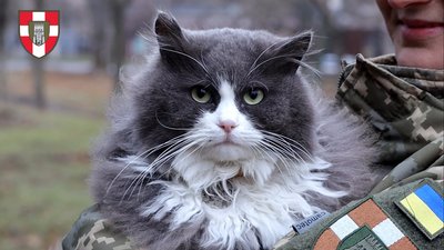 "Його всі побратими люблять", — волинянка про бойового кота Гріджьо, з яким несе службу на сході "Його всі побратими люблять", — волинянка про бойового кота Гріджьо, з яким несе службу на сході