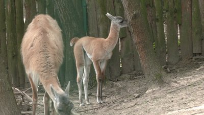 "Таке маленьке, миленьке, шукає маму": у Рівненському зоопарку народилося маля гуанако "Таке маленьке, миленьке, шукає маму": у Рівненському зоопарку народилося маля гуанако