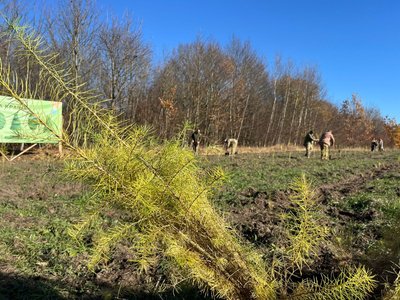 На Тернопільщині військові посадили ліс, листопад 2024 На Тернопільщині військові посадили ліс, листопад 2024