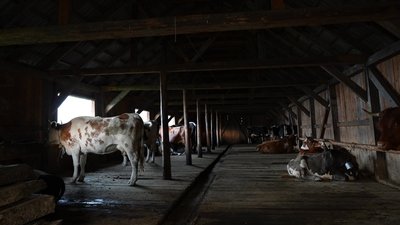 Полонина, Карпати, корови, літування, Франківщина Полонина, Карпати, корови, літування, Франківщина