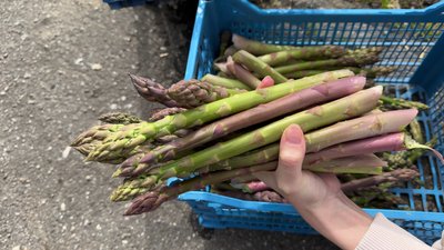 Урожай спаржі