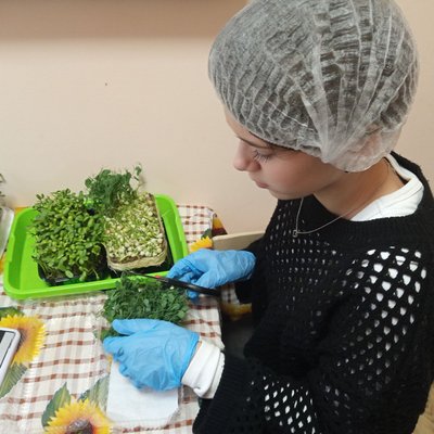 Мікрозелень, яка вже підросла, зрізають та використовують в кулінарії, грудень 2025 року, Хмельниччина