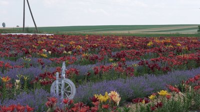 Виростив поле лілій та лаванди: історія військового Андрія з Рівненщини Виростив поле лілій та лаванди: історія військового Андрія з Рівненщини