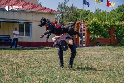 Шукають наркотики та вибухівку: як в Одесі тренують службових собак Шукають наркотики та вибухівку: як в Одесі тренують службових собак