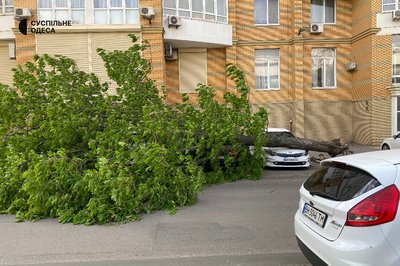 В Одесі через сильний вітер фіксують повалені дерева, діє штормове попередження