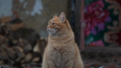 “Давай я тебе поцілую”: як боєць виводив із заціпеніння побратима під час бою “Давай я тебе поцілую”: як боєць виводив із заціпеніння побратима під час бою