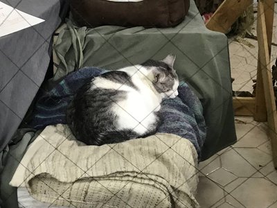 25 жінок і тисячі сіток: як працює волонтерський центр "Нескорені україночки" у Житомирі