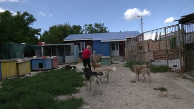 Арчі після ДТП, Джейсон без господаря та ще майже сто собак: як працює Центр стерилізації тварин у Рівному Арчі після ДТП, Джейсон без господаря та ще майже сто собак: як працює Центр стерилізації тварин у Рівному