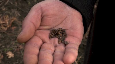 Священник із Херсонщини вирощує кавуни на Тернопільщині Священник із Херсонщини вирощує кавуни на Тернопільщині