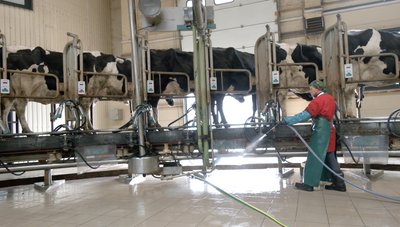 Фермерське господарство, де тримають корів Фермерське господарство, де тримають корів
