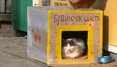 "Будиночки щастя": черкаські школярі роблять "котоприхистки" для безпритульних тварин "Будиночки щастя": черкаські школярі роблять "котоприхистки" для безпритульних тварин