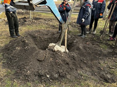 У Полтаві висадили клени на місці спиляних дерев У Полтаві висадили клени на місці спиляних дерев