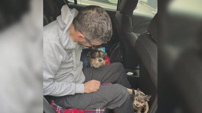 "Ми бачимо, що він дуже щасливий". Знам'янський пес з інвалідністю став улюбленцем голландської сім'ї "Ми бачимо, що він дуже щасливий". Знам'янський пес з інвалідністю став улюбленцем голландської сім'ї