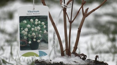У Львові посадили калину під час акції проти насильства У Львові посадили калину під час акції проти насильства