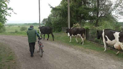 Тримають три корови, два бички і двох телят: господарство подружжя Костюкевичів із села Малеве на Рівненщині Тримають три корови, два бички і двох телят: господарство подружжя Костюкевичів із села Малеве на Рівненщині