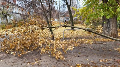 У чотирьох районах Харкова внаслідок негоди повалені понад десяти дерев – міська рада У чотирьох районах Харкова внаслідок негоди повалені понад десяти дерев – міська рада