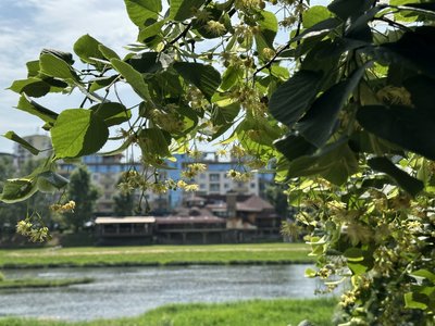 В Ужгороді цвітуть липи: міфи та цікаві факти про липову алею у місті В Ужгороді цвітуть липи: міфи та цікаві факти про липову алею у місті