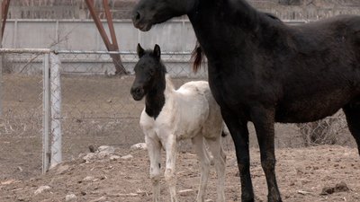"Воно таке незвичне: чорна голівка, сам біленький": у вінницькому зоопарку поповнення у родині гуцульських коней "Воно таке незвичне: чорна голівка, сам біленький": у вінницькому зоопарку поповнення у родині гуцульських коней