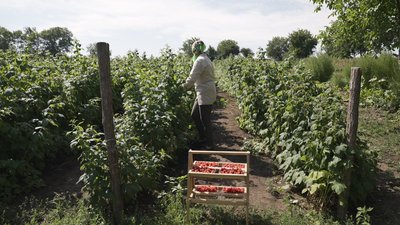 "Збираємо до 35 кілограмів щодня", — як у селі на Вінниччині вирощують малину замість картоплі "Збираємо до 35 кілограмів щодня", — як у селі на Вінниччині вирощують малину замість картоплі