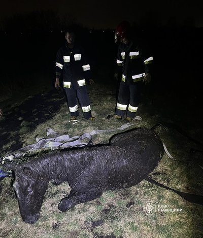 Рятувальники витягнули тварину з болота Рятувальники витягнули тварину з болота
