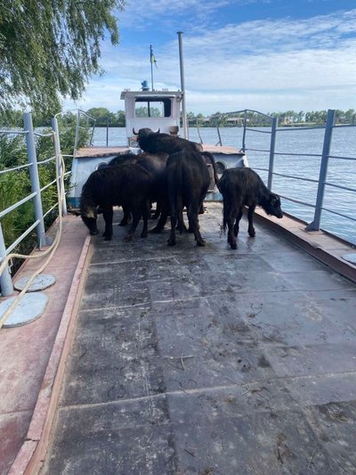 У заповіднику на Одещині оселились шість водяних буйволиць У заповіднику на Одещині оселились шість водяних буйволиць