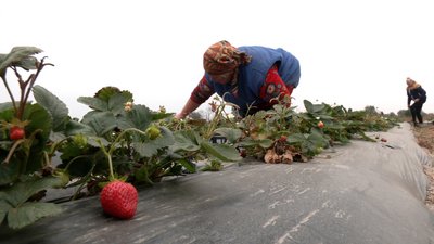 У селі на Чернігівщині вирощують полуницю в жовтні: чим вона відрізняється від сезонної У селі на Чернігівщині вирощують полуницю в жовтні: чим вона відрізняється від сезонної