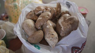 Збирають для себе і на продаж: на Вінниччині триває сезон дикорослих грибів Збирають для себе і на продаж: на Вінниччині триває сезон дикорослих грибів