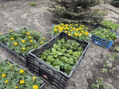 квіти для клумб, чорнобривці квіти для клумб, чорнобривці