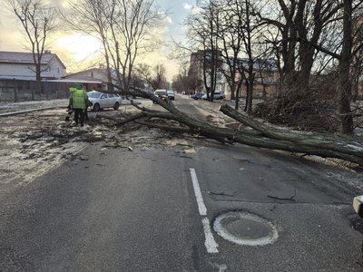 Два повністю перекрили рух: у Черкасах від сильного вітру впали кілька дерев Два повністю перекрили рух: у Черкасах від сильного вітру впали кілька дерев
