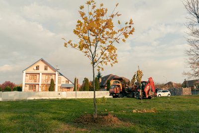 У меморіальному парку в Мукачеві висадили дерева У меморіальному парку в Мукачеві висадили дерева