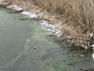 Сморід і піна: у Полтаві знову досліджують стан ставків