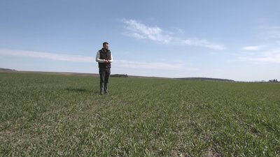 Володимир Гладун, поле, озимина Володимир Гладун, поле, озимина