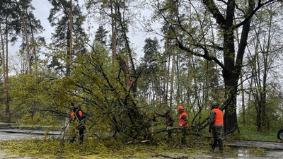 Негода у Черкасах: внаслідок падіння дерева загинула жінка Негода у Черкасах: внаслідок падіння дерева загинула жінка