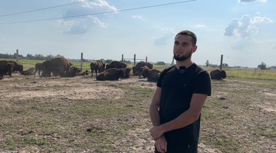 Американський бізон на Рівненщині: де живуть та як доглядають за тваринами Американський бізон на Рівненщині: де живуть та як доглядають за тваринами