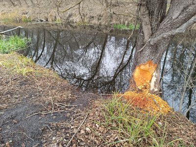 Бобер обточив дерево у нацпарку "Слобожанський" Бобер обточив дерево у нацпарку "Слобожанський"